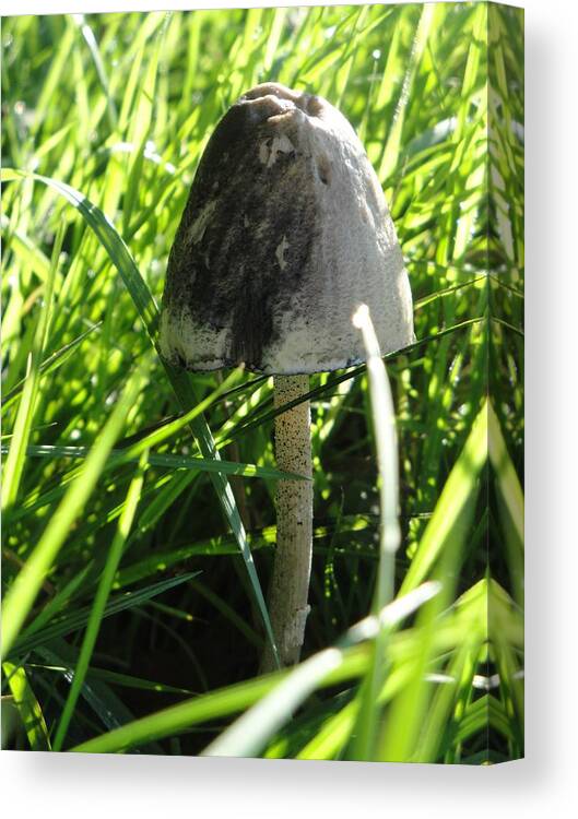 Cricket Canvas Print featuring the photograph Toadstool by Susan Baker