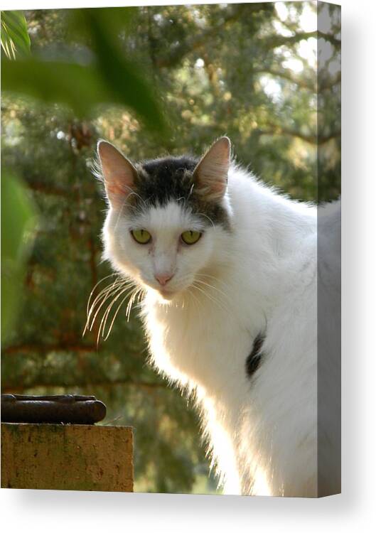 Top Cat Of The Ranch Canvas Print featuring the photograph Top Cat of the Ranch by Warren Thompson