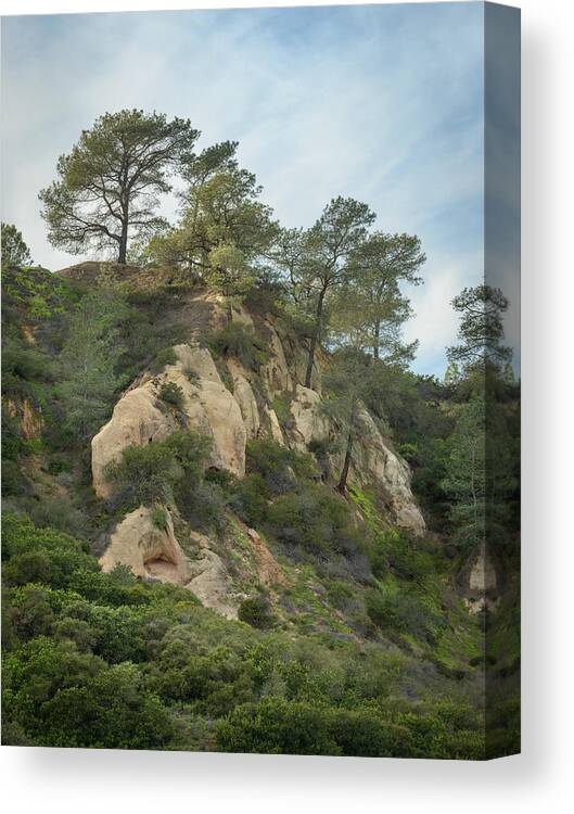 Torrey Pines Canvas Print featuring the photograph Torrey Pines and Sandstone by Alexander Kunz