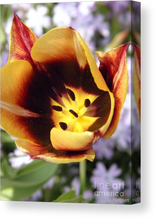 Tulip Canvas Print featuring the photograph Totally Tulip by Angie Runyan