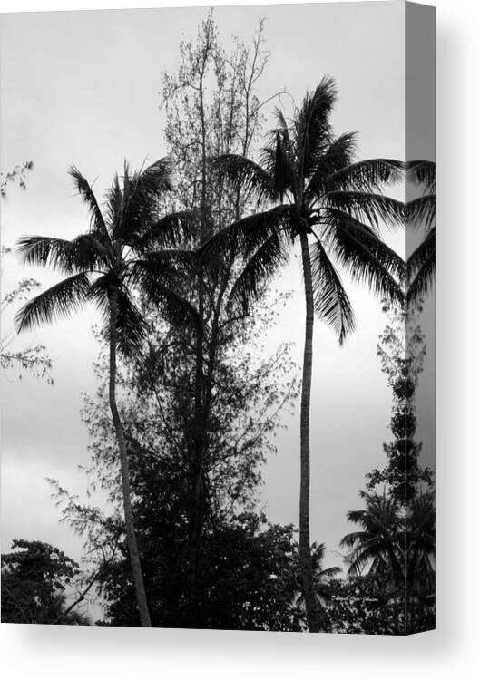 Palms Canvas Print featuring the photograph Tree Between the Trees by Deborah Crew-Johnson