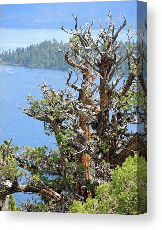 Tree Canvas Print featuring the photograph Tree Over Emerald Cove by Lynda Lehmann