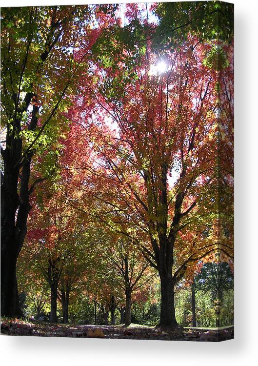 Trees Canvas Print featuring the photograph Tree Pathway by Audrey Venute