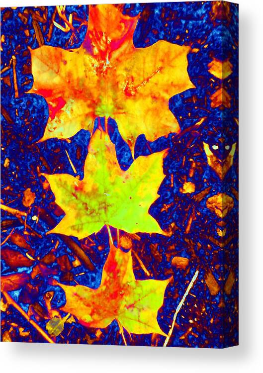 Maple Canvas Print featuring the photograph Trio by Beth Akerman