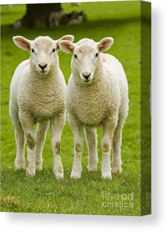 Agriculture Canvas Print featuring the photograph Twin Lambs by Meirion Matthias