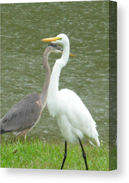 Great Blue Heron Canvas Print featuring the photograph Two Birds Passing by the Pond by Jeanne Juhos