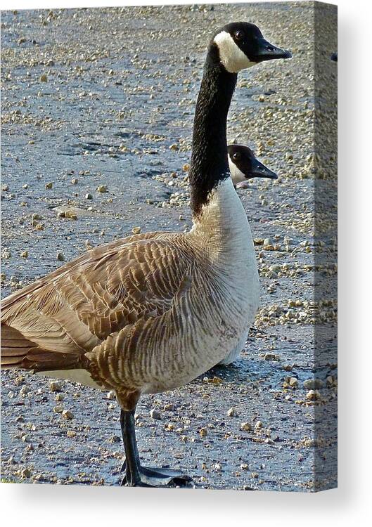 Birds Canvas Print featuring the photograph Two Heads Are Better by Diana Hatcher