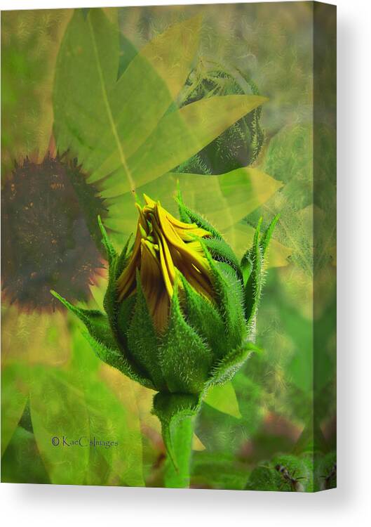 Sunflower Canvas Print featuring the digital art Unfolding Sunflower by Kae Cheatham