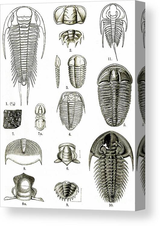 Historic Canvas Print featuring the photograph Upper Cambrian Trilobites by Wellcome Images