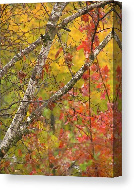 Trees Canvas Print featuring the photograph View From My Window by Lori Frisch