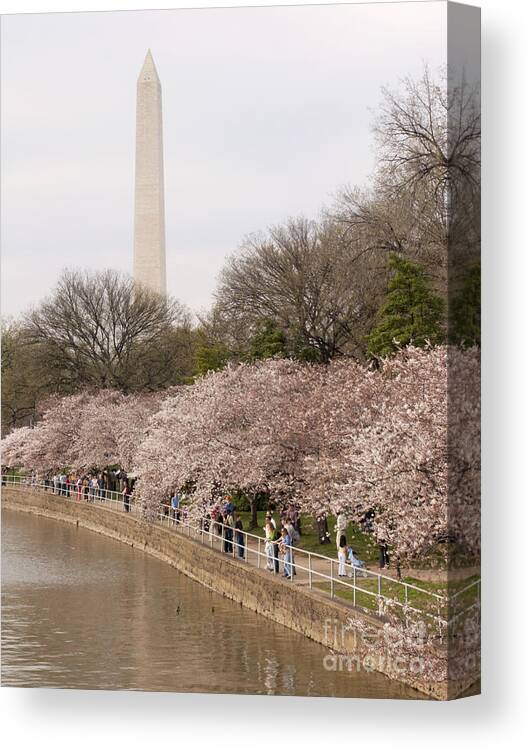 Washington Monument Canvas Print featuring the photograph Washington Monument in Spring by Tim Grams