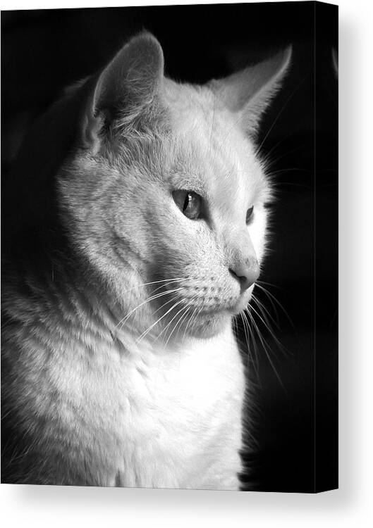 Nature Canvas Print featuring the photograph Watchful by Bob Orsillo