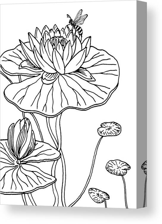 Water Lily Canvas Print featuring the drawing Waterlily And Bee Drawing by Irina Sztukowski