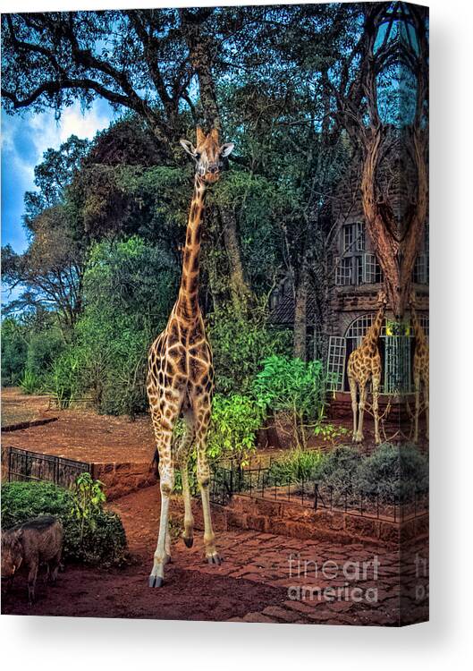Giraffe Canvas Print featuring the photograph Welcome to Giraffe Manor by Karen Lewis