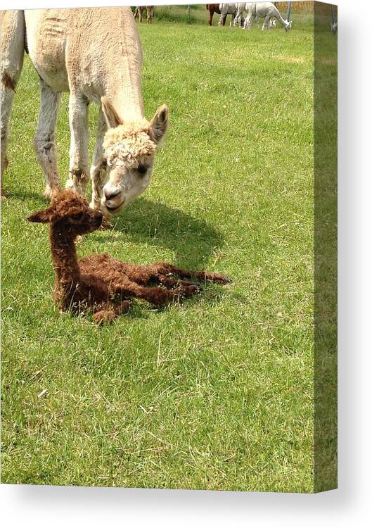 Cria Canvas Print featuring the photograph Welcome to the world by David Matthews