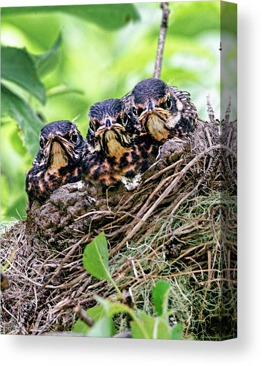 Three Baby Robin Red Breasts Canvas Print featuring the photograph What Are You Lookin At by Marty Saccone