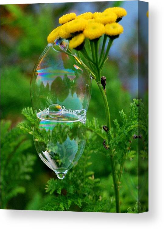 Bubbles Canvas Print featuring the photograph Whimsical Bubbles by Marilynne Bull