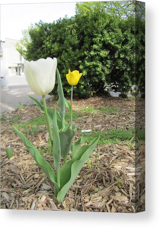 Photography Canvas Print featuring the painting White and Yellow tulips by Glenda Crigger