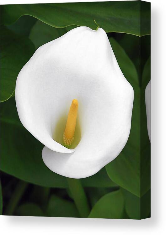 Flower Canvas Print featuring the photograph White Calla Lily by Alexandra Till