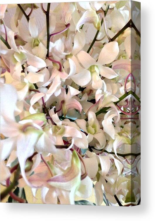 Flowers Of Aloha White Orchid Cluster Canvas Print featuring the photograph White Orchid Cluster by Joalene Young