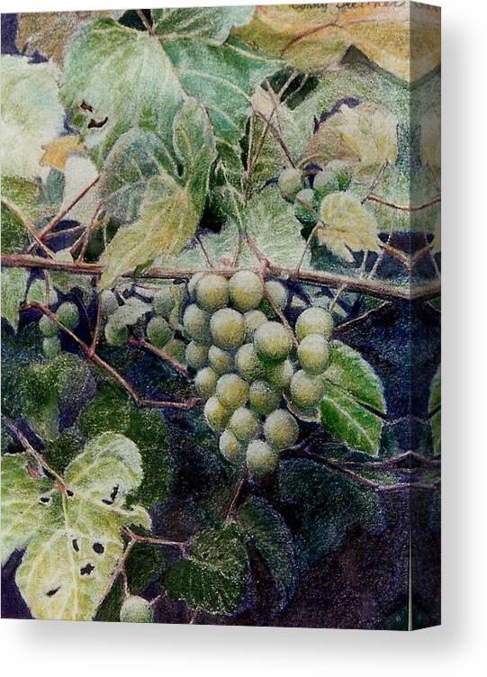 Green Canvas Print featuring the painting Wild grapes by Constance Drescher