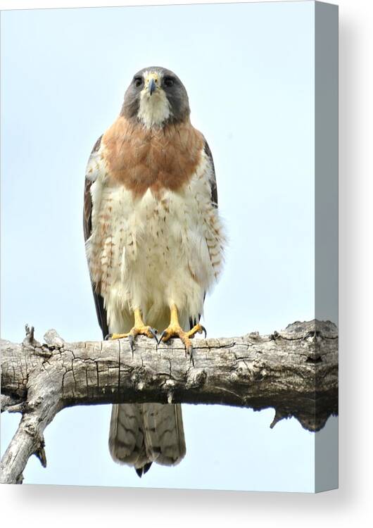 Hawk Canvas Print featuring the photograph Wild Red Tail Hawk by Amy McDaniel