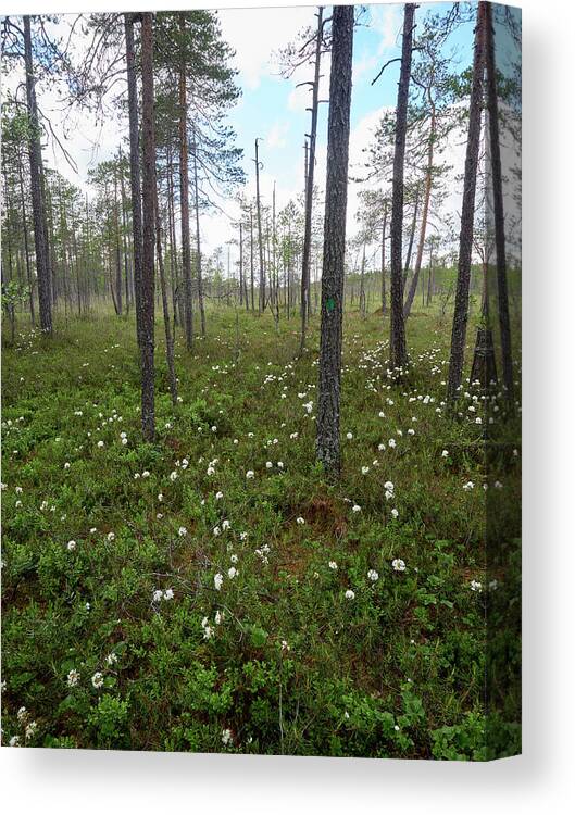 Finland Canvas Print featuring the photograph Wild Rosemary morass by Jouko Lehto