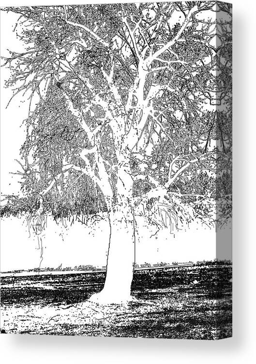 Willow Reach Canvas Print featuring the drawing Willow Of The Field by Debra   Vatalaro