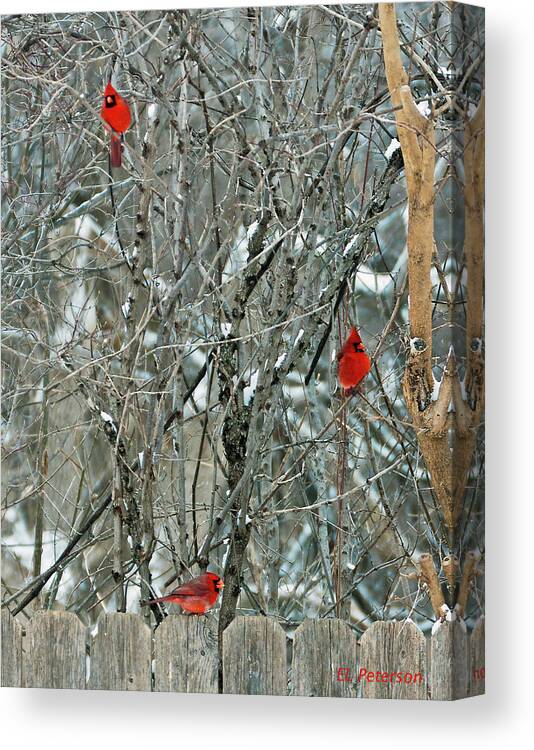 Northern Cardinal Canvas Print featuring the photograph Winter Cardinals by Ed Peterson