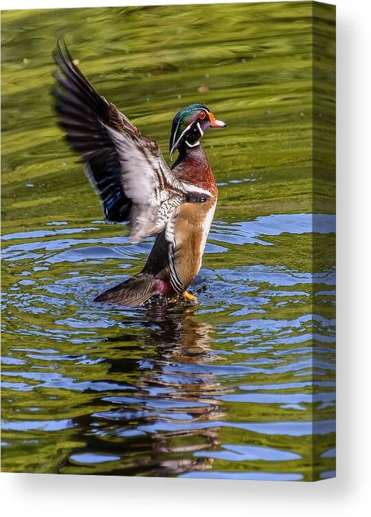Wood Canvas Print featuring the photograph Wood Duck Flapping by Jerry Cahill