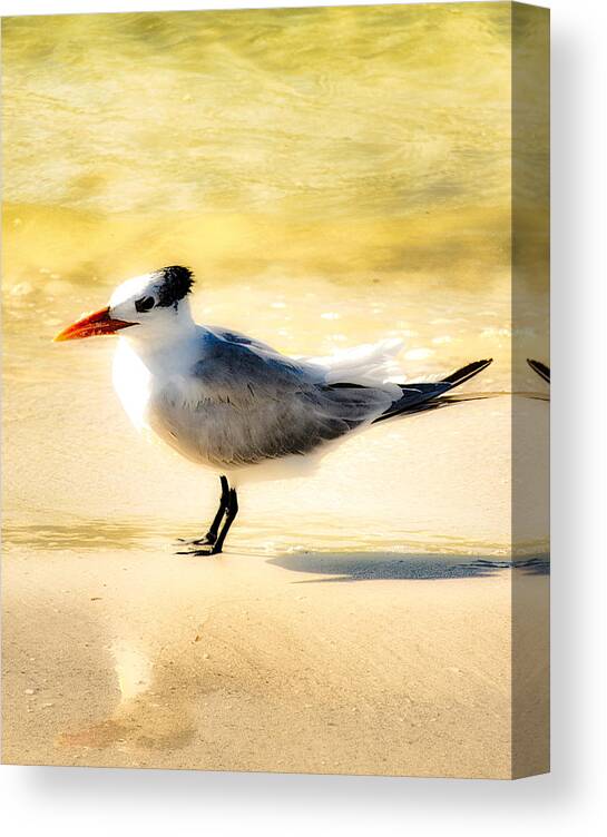 Beach Canvas Print featuring the photograph Yellow Bird by Alison Belsan Horton