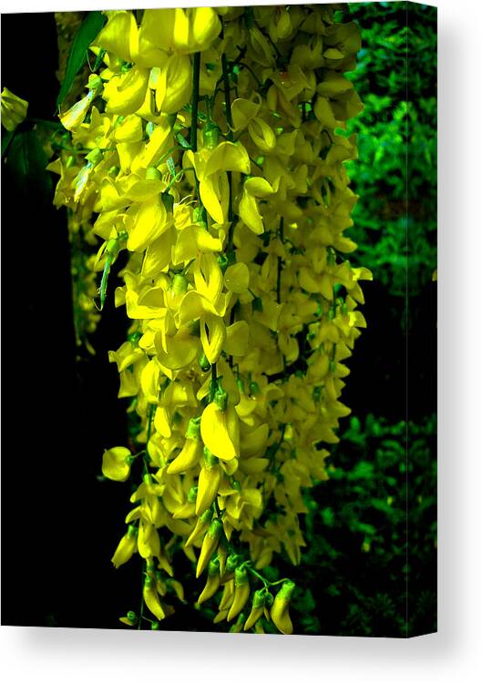 Flowers Canvas Print featuring the photograph Yellow Falls by Roberto Alamino