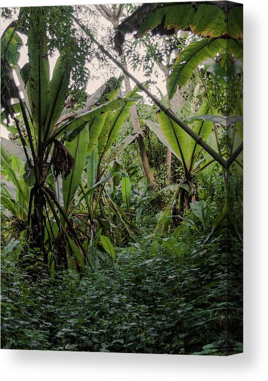 Africa Canvas Print featuring the photograph Deep jungle #2 by Robert Grac