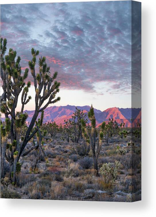 00565358 Canvas Print featuring the photograph Joshua Trees And Little San Bernardino Mountains, Joshua Tree National Park, California #1 by Tim Fitzharris
