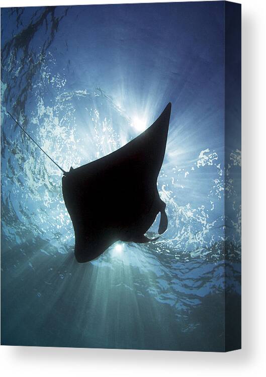 Manta Canvas Print featuring the photograph Manta Silhouette by Henry Jager