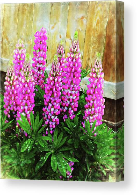 Pink Lupine Canvas Print featuring the mixed media Pink Lupine #1 by Leslie Montgomery