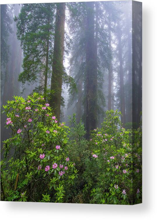 00571630 Canvas Print featuring the photograph Rhododendron And Coast Redwoods In Fog, Redwood National Park, California #1 by Tim Fitzharris