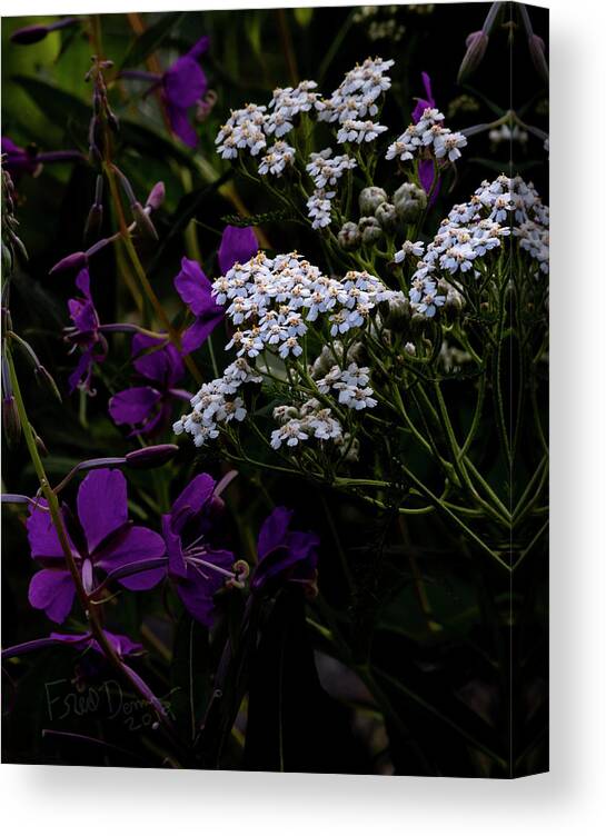 Alaska Canvas Print featuring the photograph Yarrow by Fred Denner