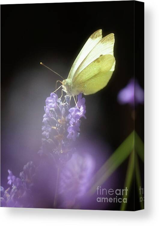Macro Canvas Print featuring the photograph Butterfly #2 by Mariusz Talarek