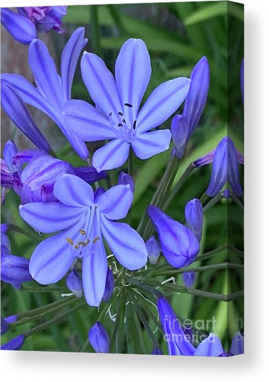 Agapanthus Canvas Print featuring the photograph Agapanthus #28 by Marc Bittan