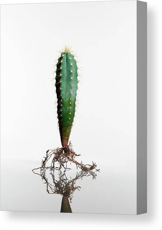 White Background Canvas Print featuring the photograph Form #4 by Kei Uesugi