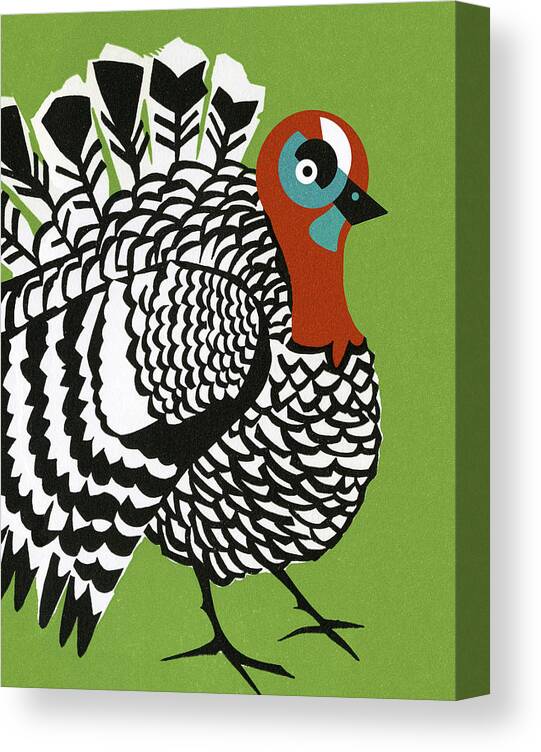 Animal Canvas Print featuring the drawing Turkey #5 by CSA Images