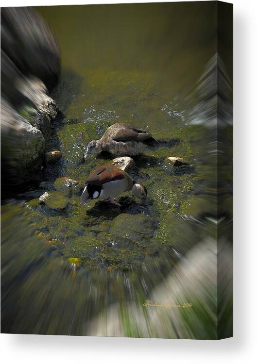 Animal Canvas Print featuring the photograph Whistling Ducks by Richard Thomas
