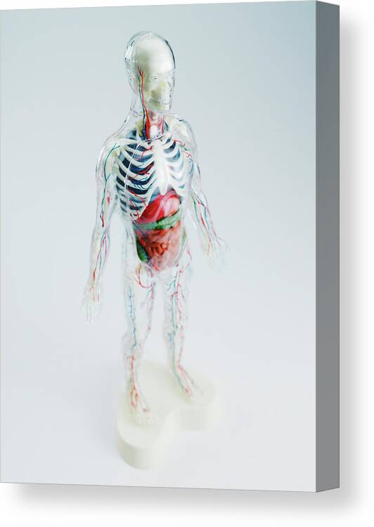 Adult Canvas Print featuring the drawing Anatomical Model by CSA Images