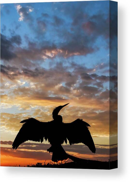 Adam Jones Canvas Print featuring the photograph Anhinga Silhouetted At Sunset, Florida by Adam Jones