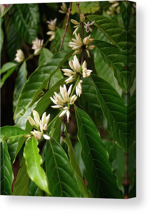 Bud Canvas Print featuring the photograph Arabica Coffee Tree In Bloom by Creativei