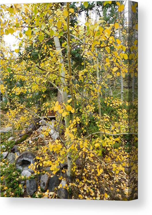 Aspens Canvas Print featuring the photograph Aspens Up Close by Karen Stansberry