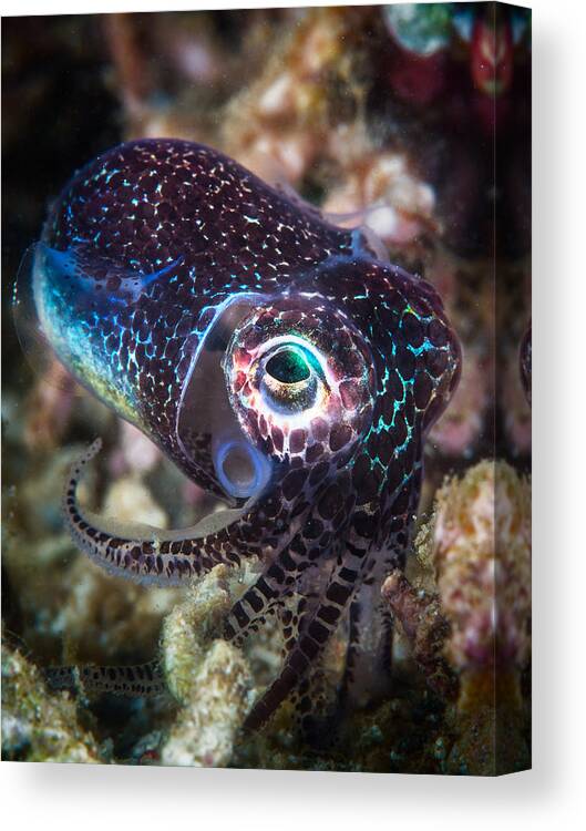 Cuttlefish Canvas Print featuring the photograph Baby Cuttlefish by Barathieu Gabriel