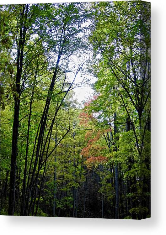 Trees Canvas Print featuring the photograph Beginning of Autumn by Kathy Ozzard Chism