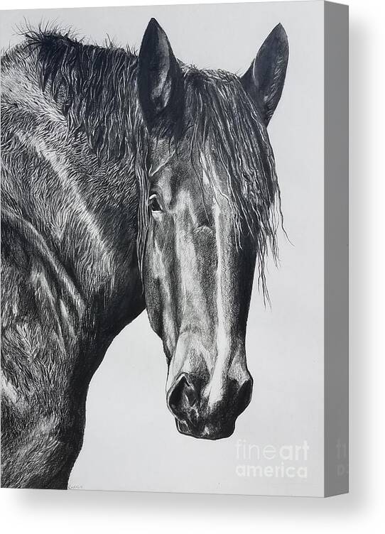 Horse Canvas Print featuring the drawing Big Boy by Kathy Laughlin